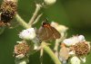 White-letter Hairstreak at Benfleet Downs (Steve Arlow) (186052 bytes)